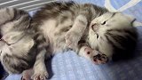在小床上睡觉的小奶猫，这萌萌哒的姿势，好可爱！
