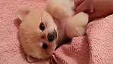 萌身材小狗狗，给主人爪爪居然上瘾了