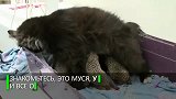 跨越物种的母爱，猫妈妈收养8只小刺猬，忍痛为小刺猬喂奶