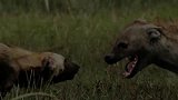 动物的生存！掏肛二哥鬣狗被一群野狗围堵，最后巧妙逃出升天！