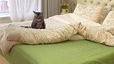 养猫人的床上到底有多少毛？