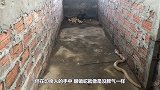 眼镜蛇想攻击饲养员，男子反手就是一巴掌，看完不许笑
