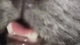 老鼠视觉下的猫，真是可怕极了！