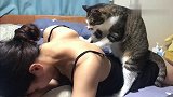 知道我工作累了，回家后猫咪给我按摩！