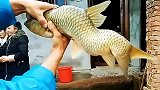 鲤鱼跳龙门，怎么跳了一半