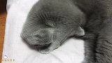 平时凶凶的蓝猫睡着后竟然这么可爱！小爪子还不停地“踩奶”