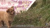 狗子在公交站台哭，过往的车辆都会上前看看，了解真相后落泪了