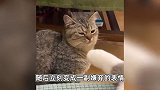 闻到同伴奇臭的脚，小猫咪瞬间失去表情管理，网友：隔着屏幕都闻到味了