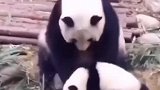 熊猫国宝带娃，被娃撮到了软肋