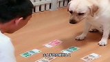 柴犬趁主人不在偷练瑜伽，场面笑爆了，说它没成精谁信啊
