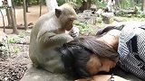 猴妈带着小奶猴来看望美女，感情真好
