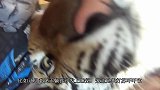 男子收养了一只美洲狮，结果被养成了大猫，简直不要太可爱！