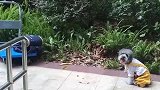狗子：还好跳的快，不然就要出车祸了！