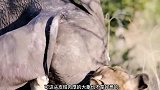 狮子单挑大象不成，竟又公然叫嚣野牛，结果被野牛残暴反杀
