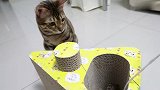 用几根羽毛逗猫，唤醒野兽本能，猫咪匍匐跳跃也太招人喜欢了