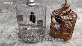 放养八哥鸟被老鹰抓伤，调养两天已经完全康复