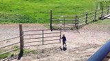 小男孩去关农场大门，没想到自己竟被两扇门给调戏了，差点跑断腿