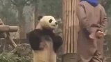 熊猫被训后生气叉腰，和饲养员理论