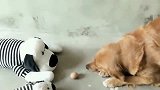 金毛：敌不动，我不动，耐力这块我还没输过。