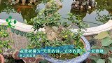 精品盆景制作没那么容易，满院子的盆景作品，这得下多少工夫？