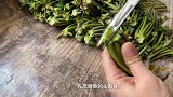 爱吃香椿要注意这几点，别怪没提醒你，很多人都不知道，快看看吧