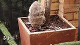 猫头鹰怎么吃一只鸽子？心疼鸽子3秒钟，太可怜了