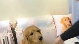 女主人要给金毛轮胎体外驱虫，汪星人是一万个不乐意，太逗了