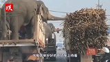 货车拉着大象在路上狂奔，眼前突然出现红灯，下一秒千万憋住笑！