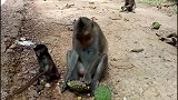 小猴子看起来很可爱，跟着猴妈妈吃莲子蓬，这种莲子还很贵呢！