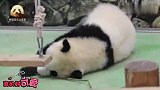 调皮的熊猫宝宝彩浜一言不合就把自己滚成个球：看我圆不圆？