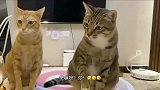 嫉妒让猫面目全非，这个橘猫吃醋了