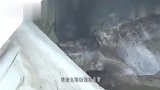 海边破船时不时发出异响,男子朝里一看,它怎么会出现在这里