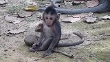 一只猴子照顾宝宝，其实一只猴宝宝不是它生的