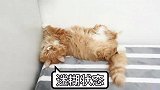 第十七篇：周末在家撸猫挺好，就是有点费猫