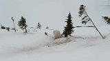 旅游-【藤缠楼】加拿大马尼托巴省观赏北极熊