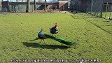 火鸡和孔雀谁最厉害呢，打过才知道，孔雀喜欢用脚踢