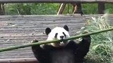 熊猫吃竹子原声视频，感受猛兽的真正实力