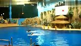 旅游-海豚飞跃