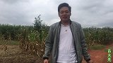 农村小伙用竹叶煮水喝，称这是救命草！你们不懂