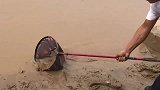 这么浑浊的河水里面居然有河虾，实在让人难以置信！