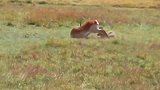 动物世界：非洲花豹埋伏羚羊