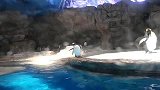 旅游-香港海洋公园之企鹅