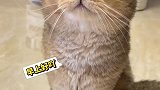 不会撒娇的小猫咪VS会撒娇的小猫咪～萌宠出道计划
