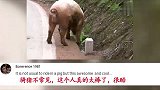 老外看中国油管老外看中国老农乡间骑猪可以滴滴打猪吗我也想骑