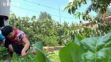 老舅帮忙卖葡萄，看外甥媳妇做了啥好吃的，热热乎乎一大锅，过瘾