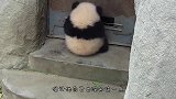 大熊猫打妈妈，结果被熊猫妈妈摁着打，场面笑翻了