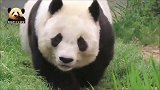 面带微笑的熊猫旦旦迈着优雅的猫步，超镜头走来：看我美不美？