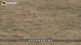 4匹野狼偷偷溜入农场，不料被守护的狗给发现，结果野狼3死1逃