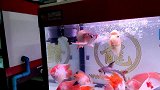 养了半年的名贵金龙鱼，品相看着还不错，估计年底能卖个高价钱