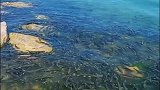 青海湖湟鱼洄游
